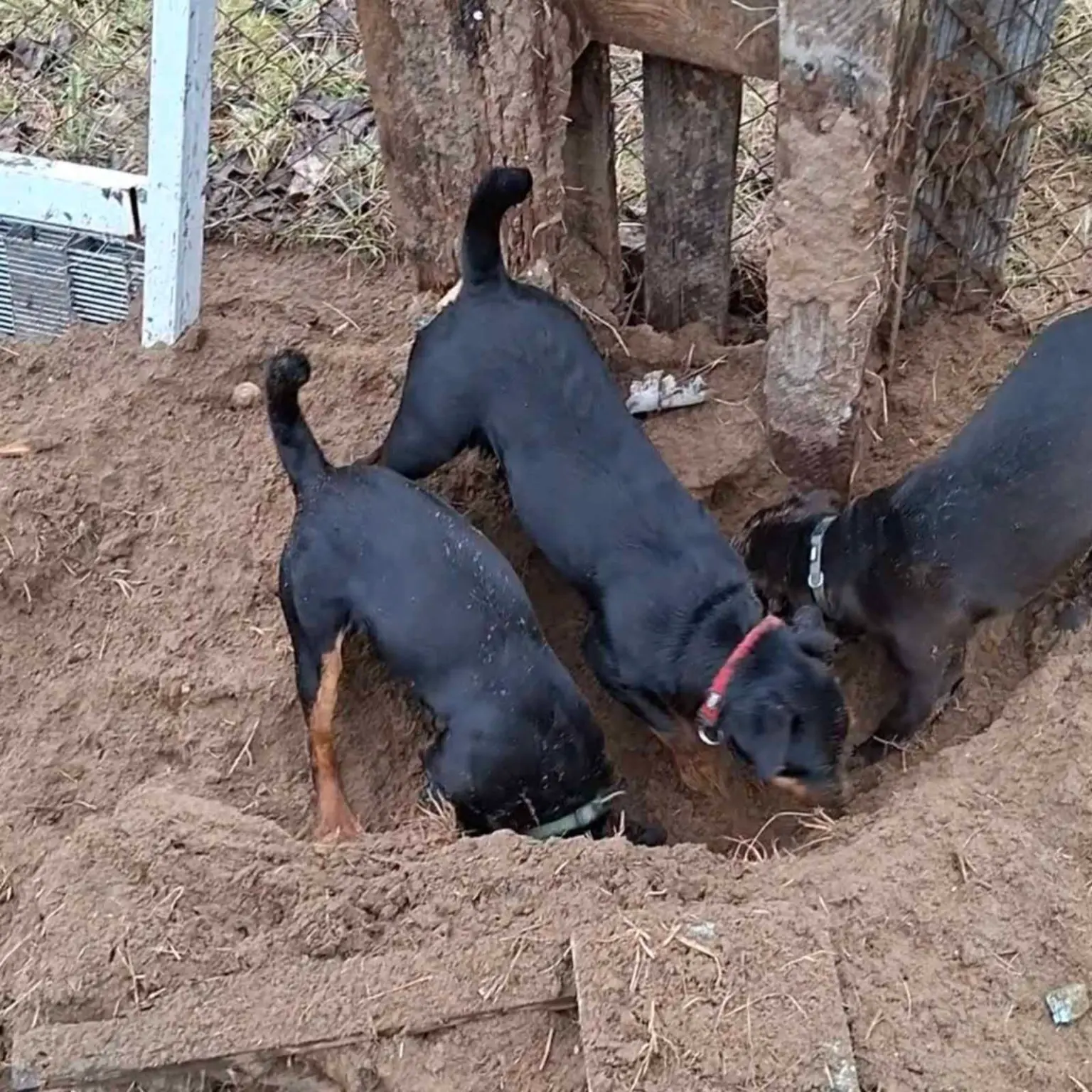 Rágcsálóirtás kutyával